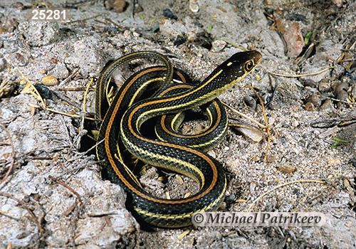 Arid Land Ribbon Snake (Thamnophis proximus diabolicus)